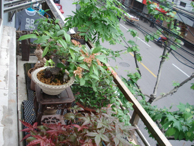 DSC00916.JPG