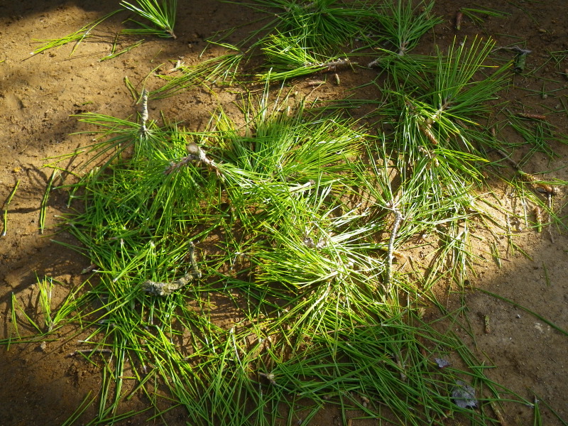 o0800060011182345900.jpg