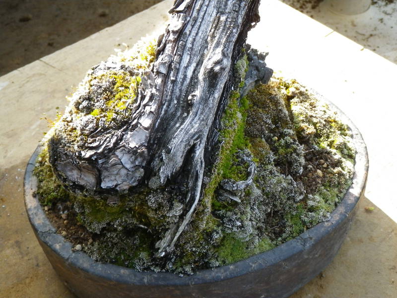o0800060011182344353.jpg