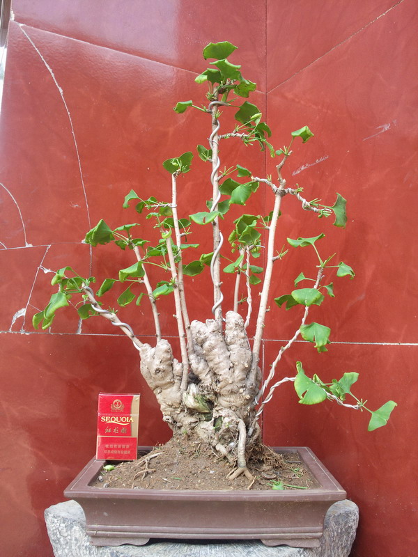 照片0446.jpg