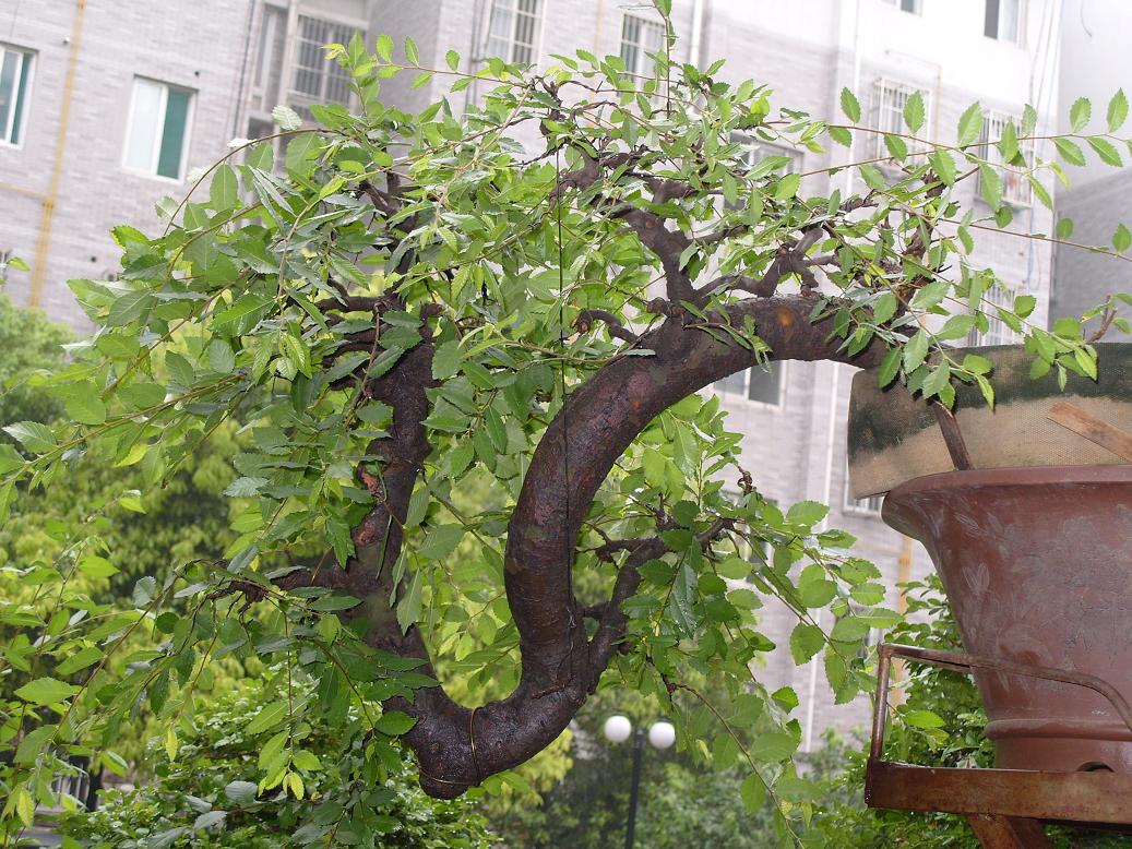 S1050973.JPG