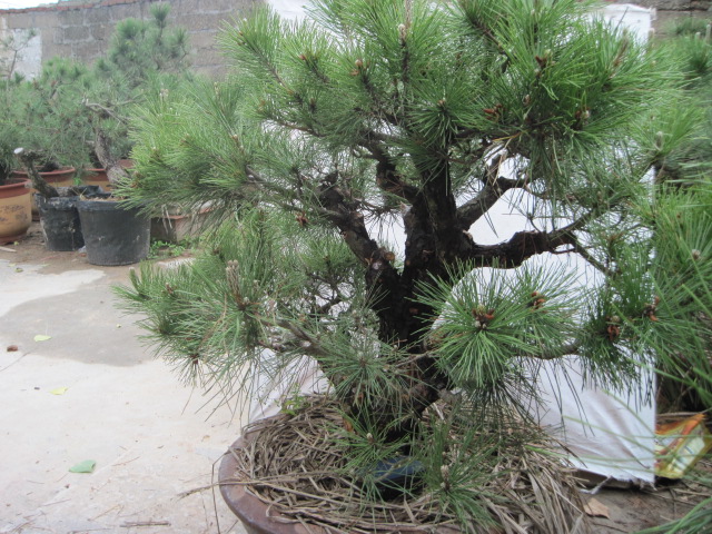 20120507СƬ 039.jpg