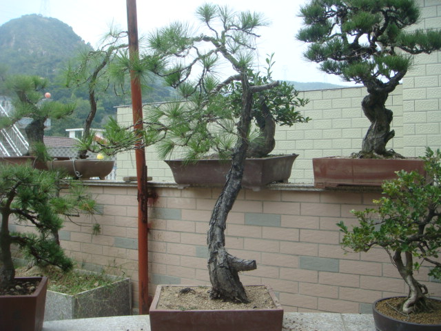 DSC03500.JPG
