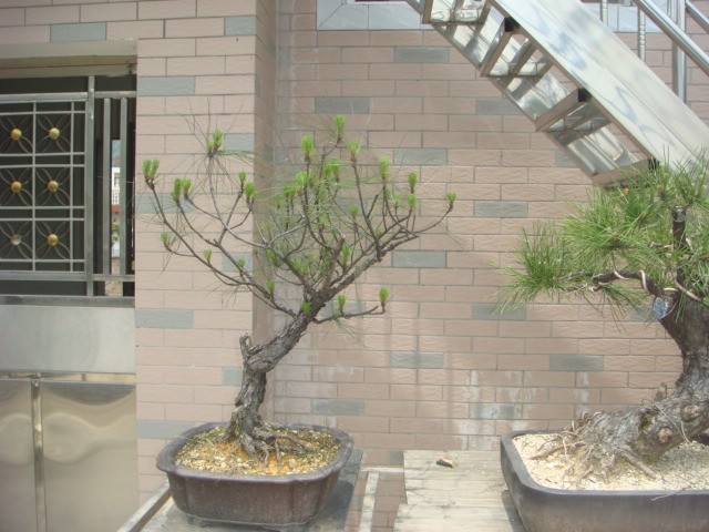 DSC04344.JPG