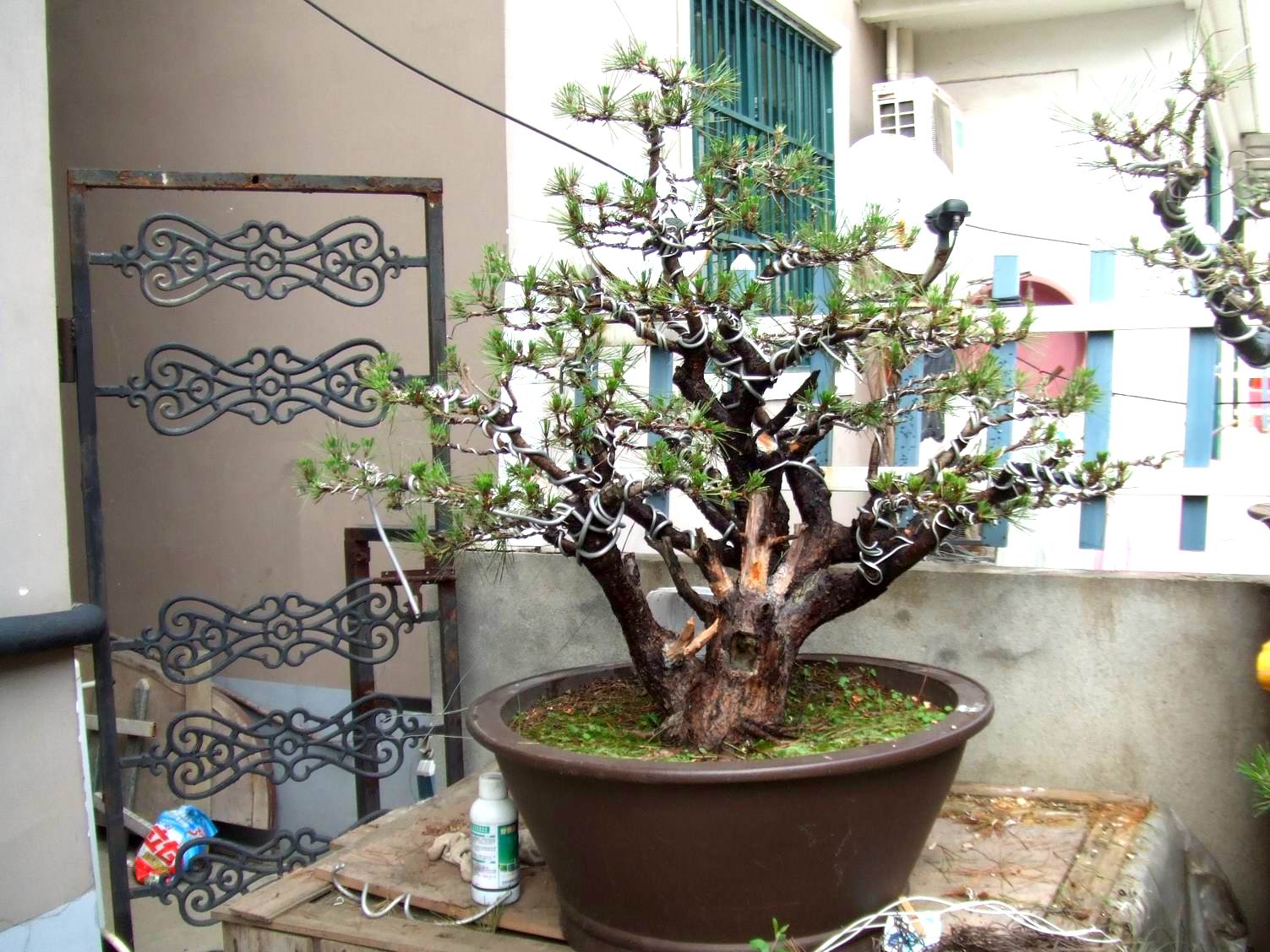 ع С DSCF8931.JPG