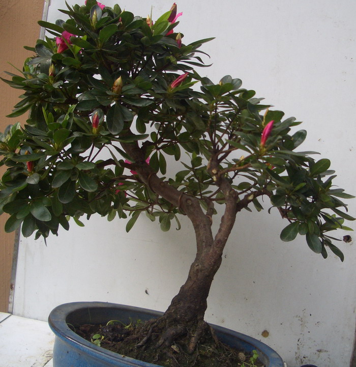 50ľ12510.JPG