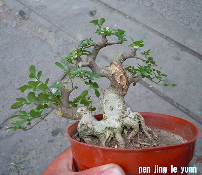 照片 033_副本.jpg