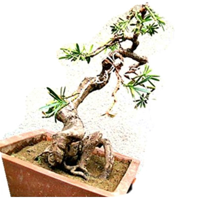 Ƭ 14255[1]12.jpg.thumb_____.jpg