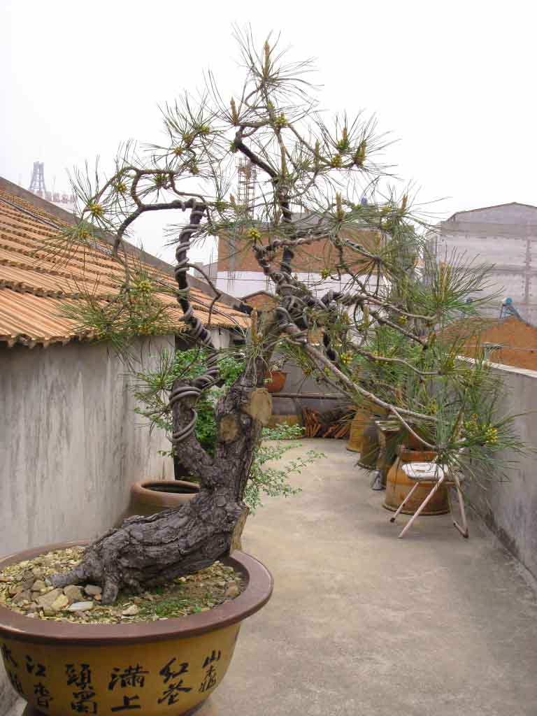 SDC12709.JPG