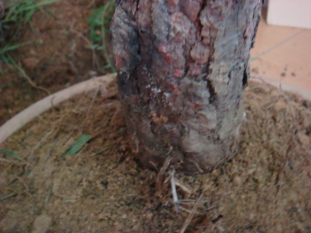 DSC02592.JPG