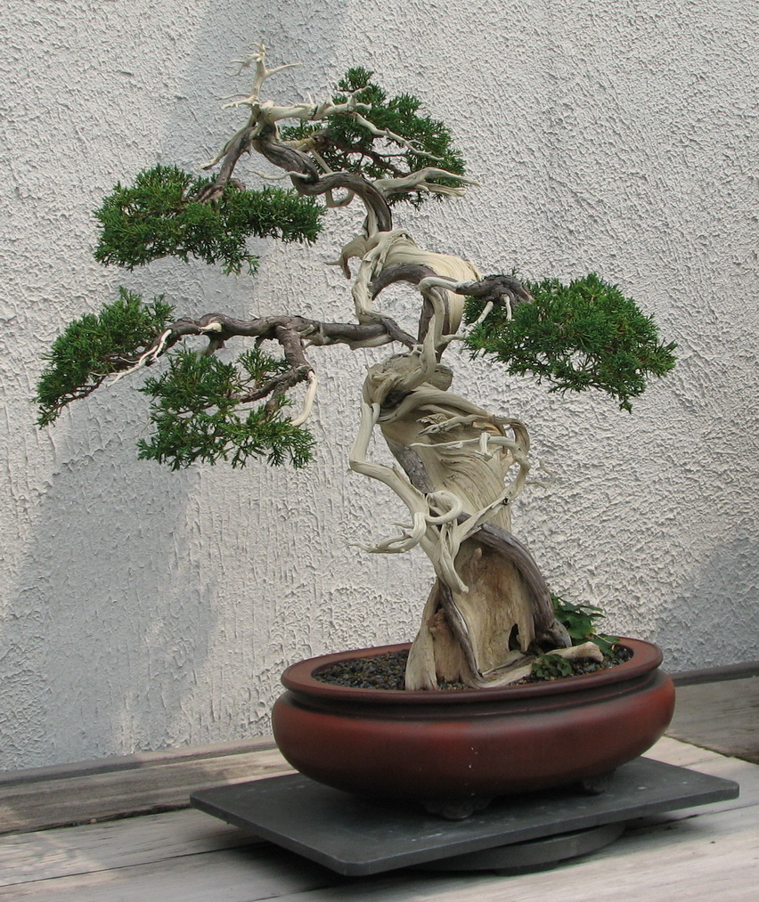 Sargent_Juniper,_1905-2007.jpg