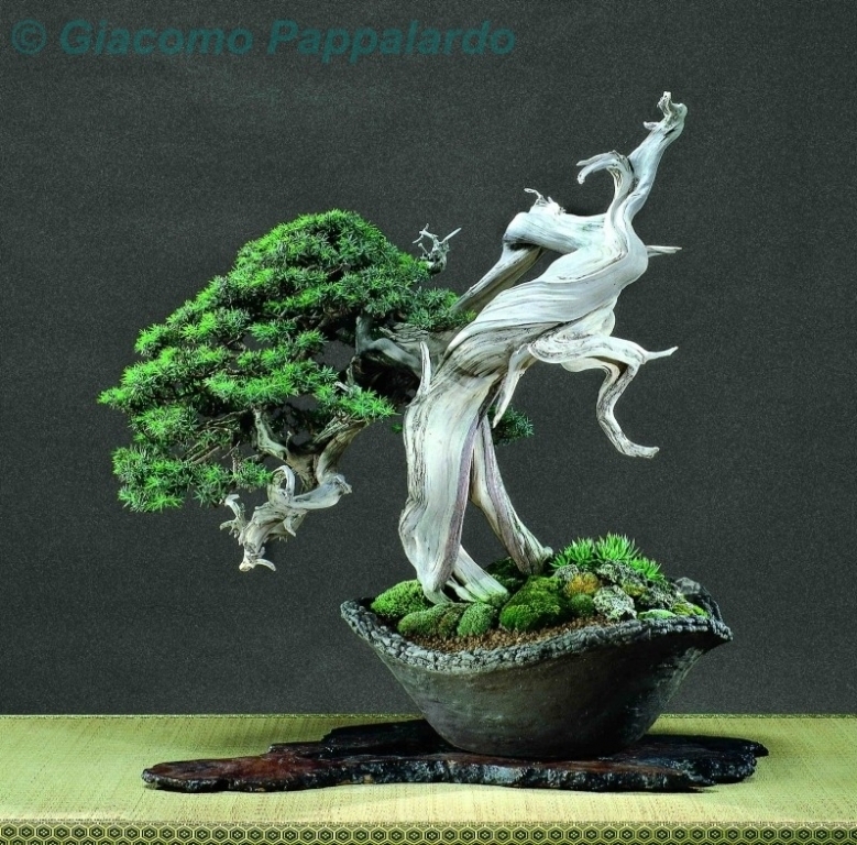 Juniperus communis Giacomo Pappalardo.jpg