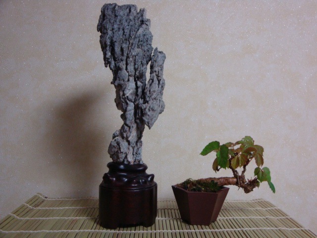 DSC08916.JPG