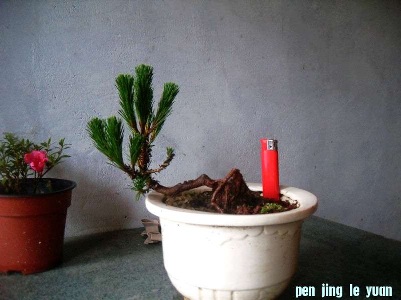SDC12539.jpg