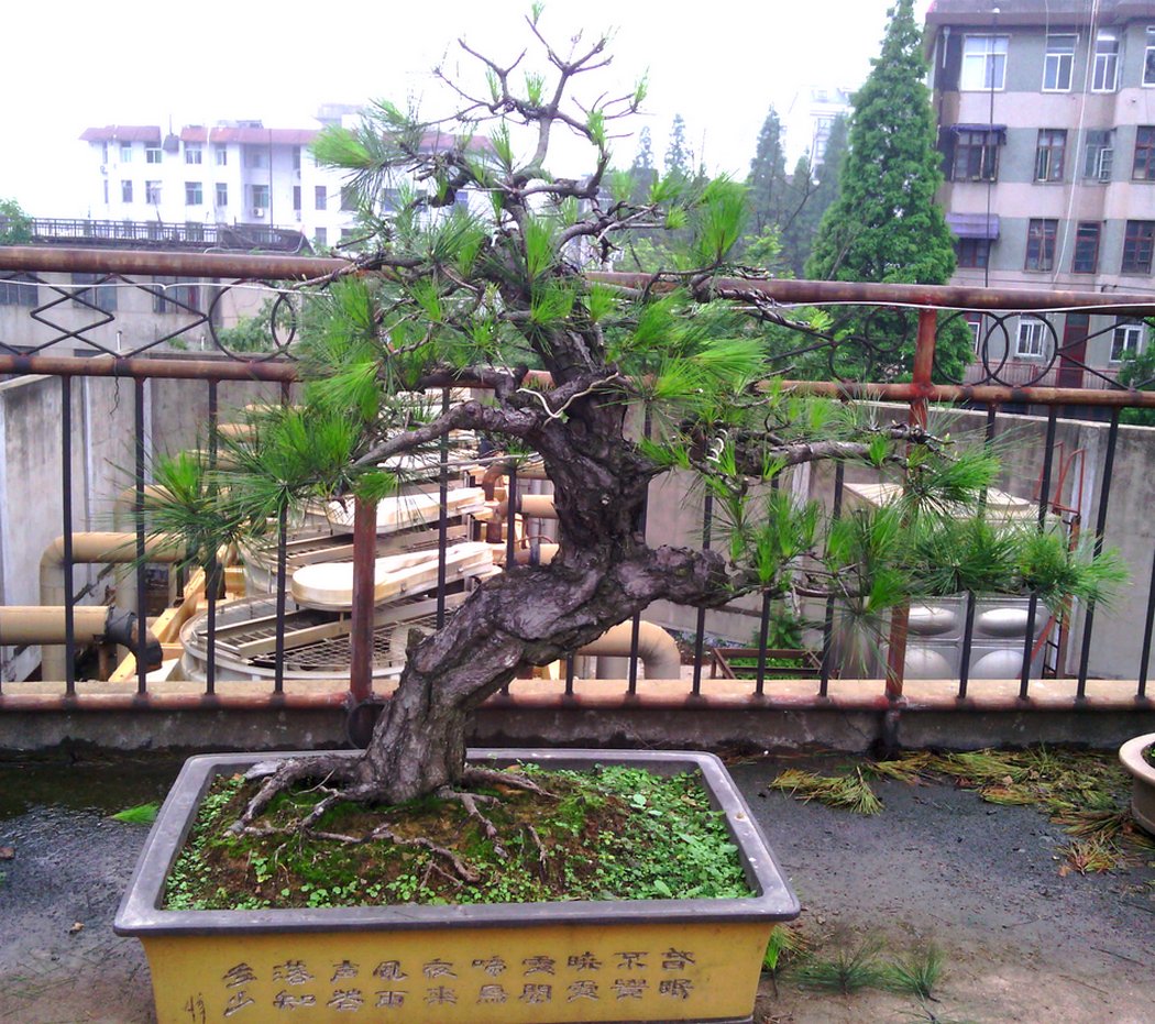IMG_20120520_145803.jpg