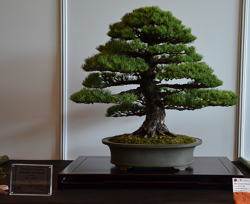 dsc8128.jpg