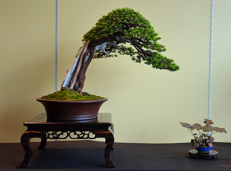 dsc8135.jpg