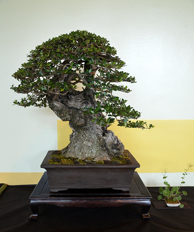 dsc8154.jpg
