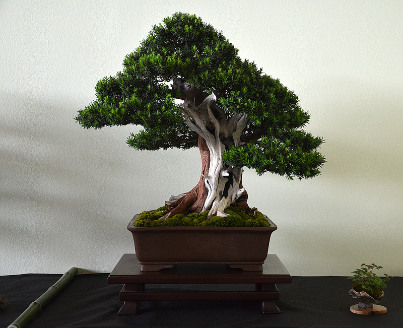 dsc8200.jpg