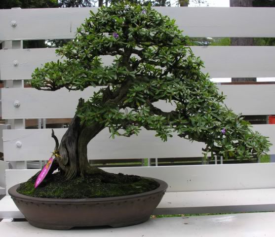 17Desmodiumunifoliatum10.jpg
