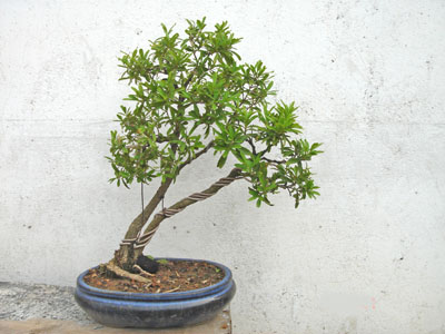 DSC00095.JPG