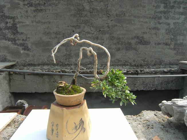 DSCF6438.JPG