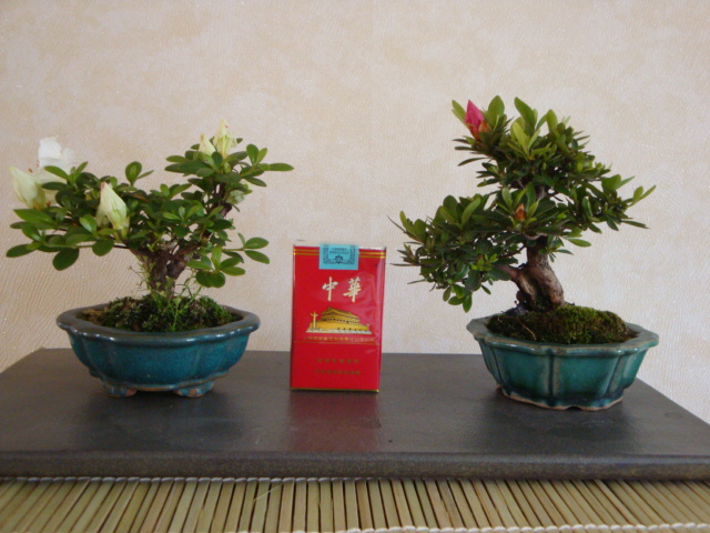 DSC09114.JPG