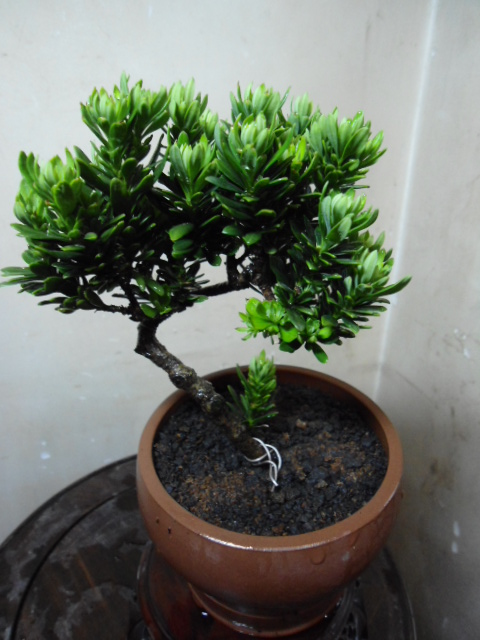 DSC03614.JPG