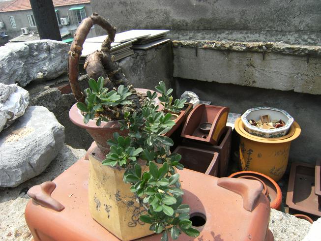 DSCF3343.JPG
