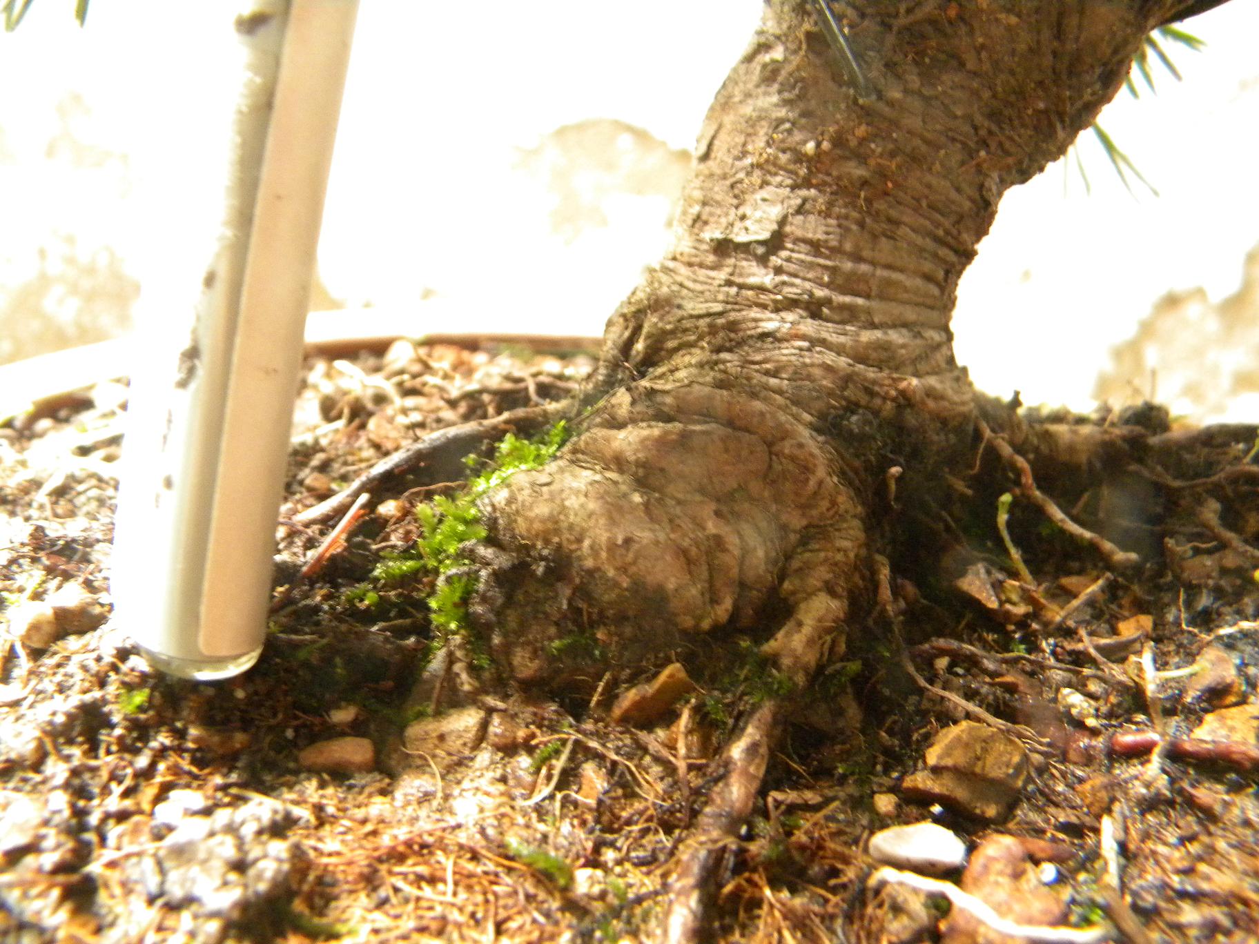 DSCN5453.JPG