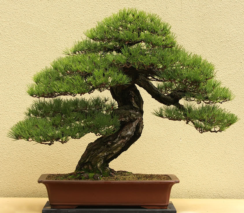 AmyLaingPine.jpg