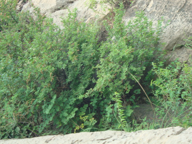 DSC02015.JPG