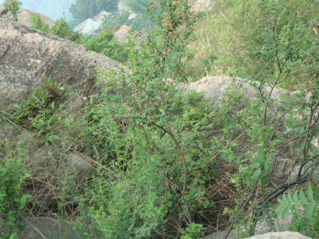DSC02016.JPG