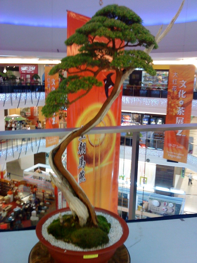 dsc00810.jpg