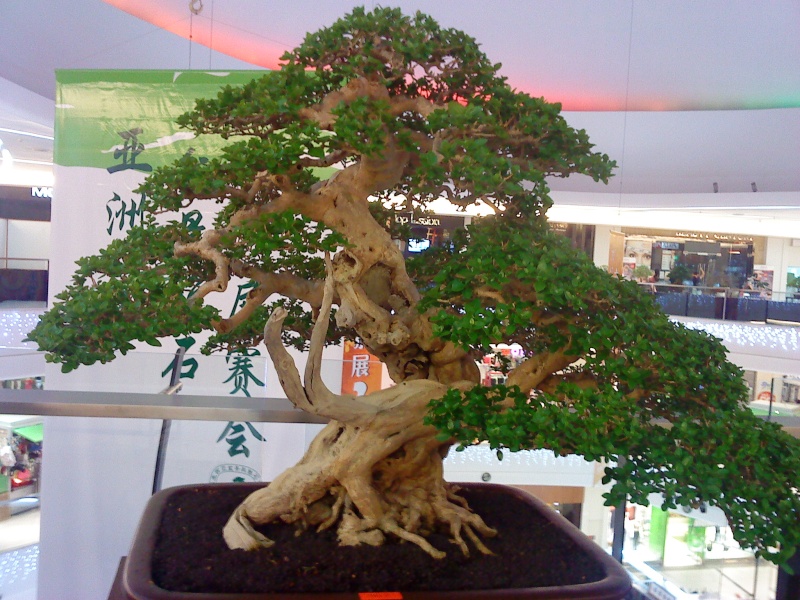 dsc00812.jpg