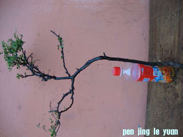 DSC02079.JPG