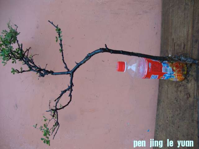 DSC02078.JPG