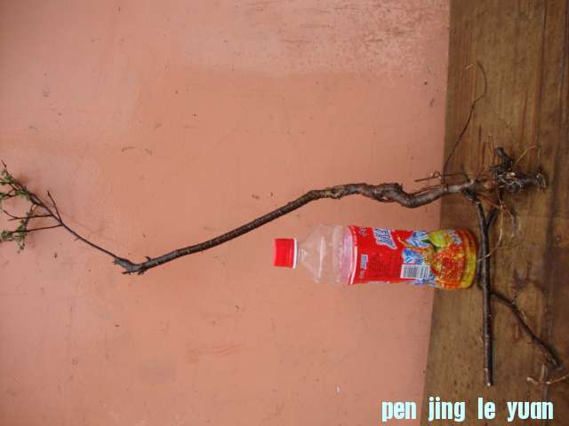 DSC02077.JPG
