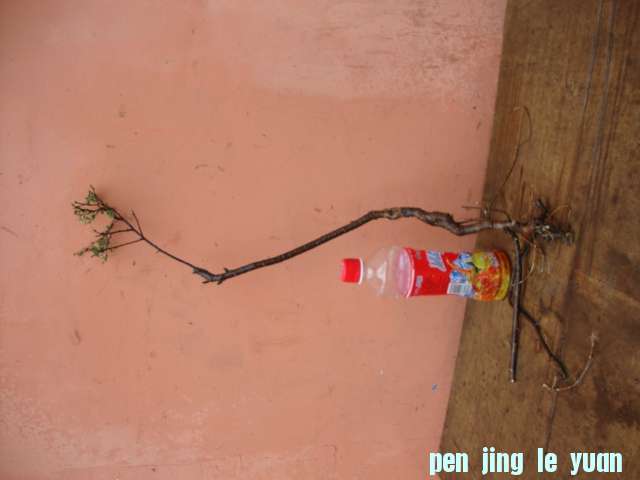DSC02076.JPG