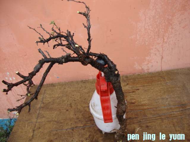 DSC02060.JPG