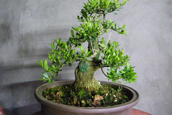 100_1809.jpg