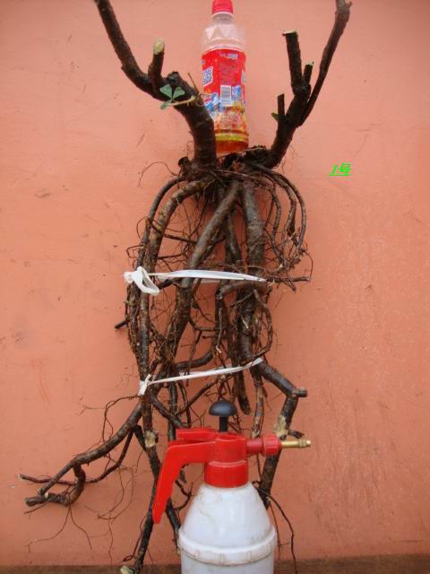DSC02092.JPG