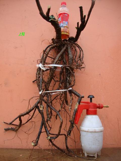DSC02093.JPG