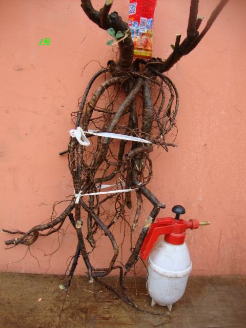DSC02095.JPG