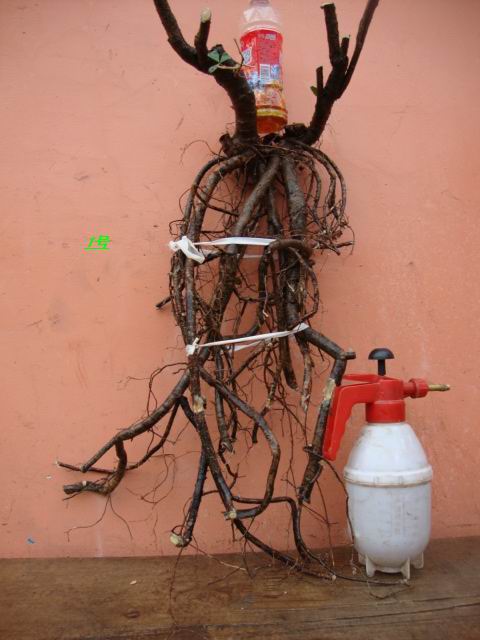 DSC02096.JPG