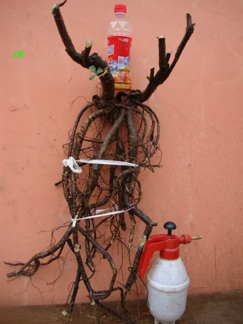 DSC02097.JPG