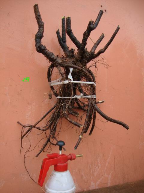 DSC02098.JPG