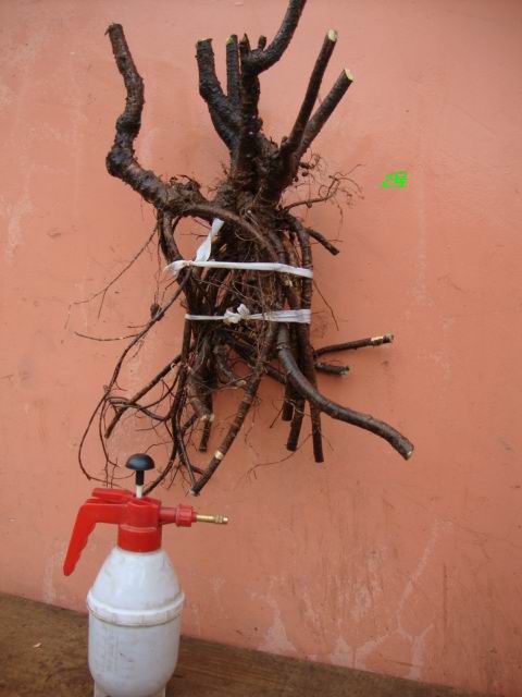 DSC02099.JPG