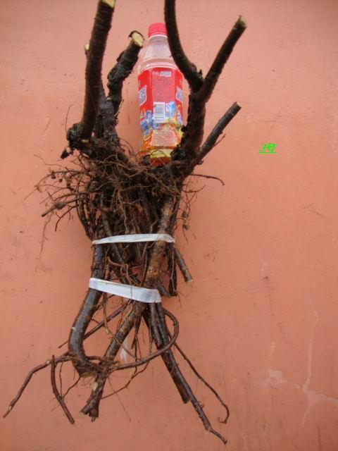 DSC02105.JPG