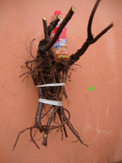 DSC02106.JPG